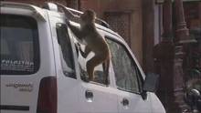 Monkey Thieves video