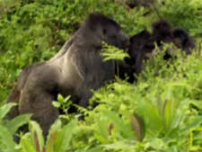Protecting Virunga Gorillas video