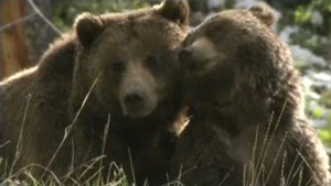 Des grizzlys et des loups vidéo