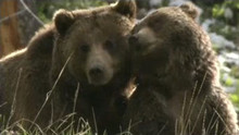 Des grizzlys et des loups vidéo