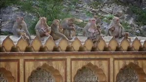 Monkey Thieves video