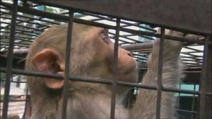 Monkey Thieves video