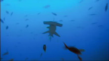 World’s Deadliest Animals video