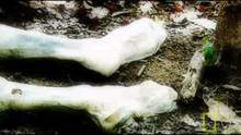 Body Farm video