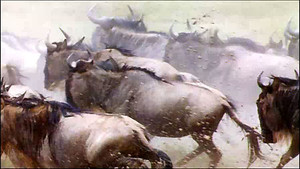 Assault on the Megaherd video