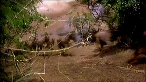 Stampede of the Megaherd video
