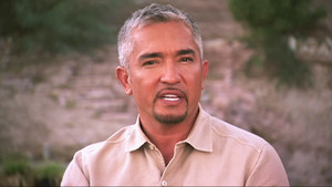 Cesar Millan Q&amp;A part 1 video