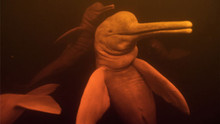 Delfiny wideo