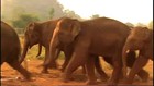 Flight Of The Elephants