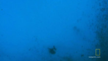 Sandhaie Video