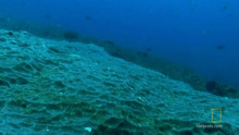 Das Leben im Unterwasserparadies Video