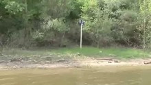 Tree Cutting on the Danube video