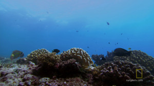 Coral reefs video