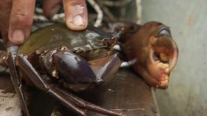 Mangrove crabs and snakehead fish video