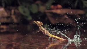 Secret animal survival video