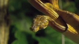 Animal instinct? video