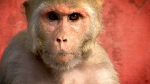 Petits singes voleurs vidéo