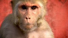 Petits singes voleurs vidéo