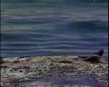 The Blue Whale video