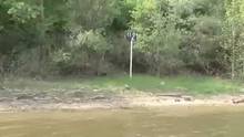 Cu orice preţ: Tăierea copacilor pe malul Dunării clip