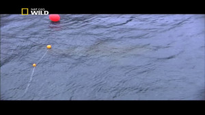 Sharkmen - Questioni di taglia video