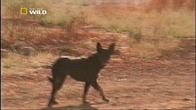 Dog Whisperer: i nuovi episodi video
