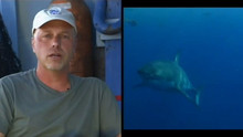 L'écosystème du grand requin blanc vidéo