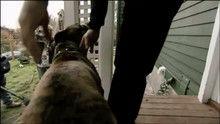 Cesar Millan wideo