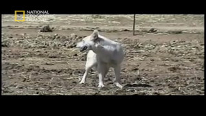 Cesar i jego pupile2 wideo