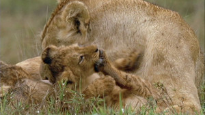 Lions vidéo