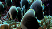 Le paradis des requins vidéo