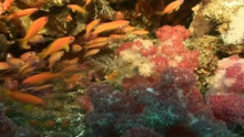 L'oasis sous-marine vidéo