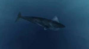 Megalodon video
