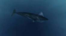 Megalodon video