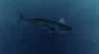 Megalodon - Bölüm 1