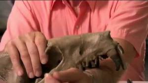 Razor Jaws video