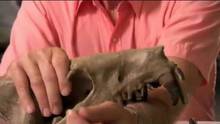 Razor Jaws video