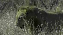 The pride prepares for the dry season video