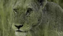 Three sisters go in search of prey video