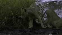 Females go in search of food and water video