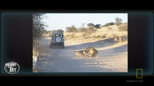 Aslan Kavgası video