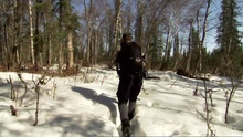 Bear Bait video