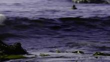 The Secret Forest Harlequin Ducks video