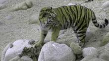 The Secret Forest Amur Tigers video