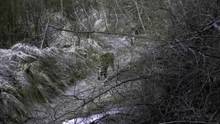 The Secret Forest Amur Leopard video