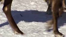 Siberia Reindeer video