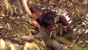 Asia's Great Ape video