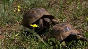 Spur-Thighed Tortoise Courtship video
