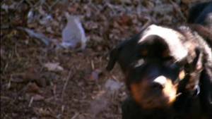 Rescue Ink video