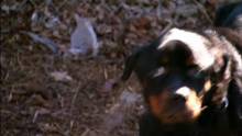Web episode: Rescuing Nike and Killer video